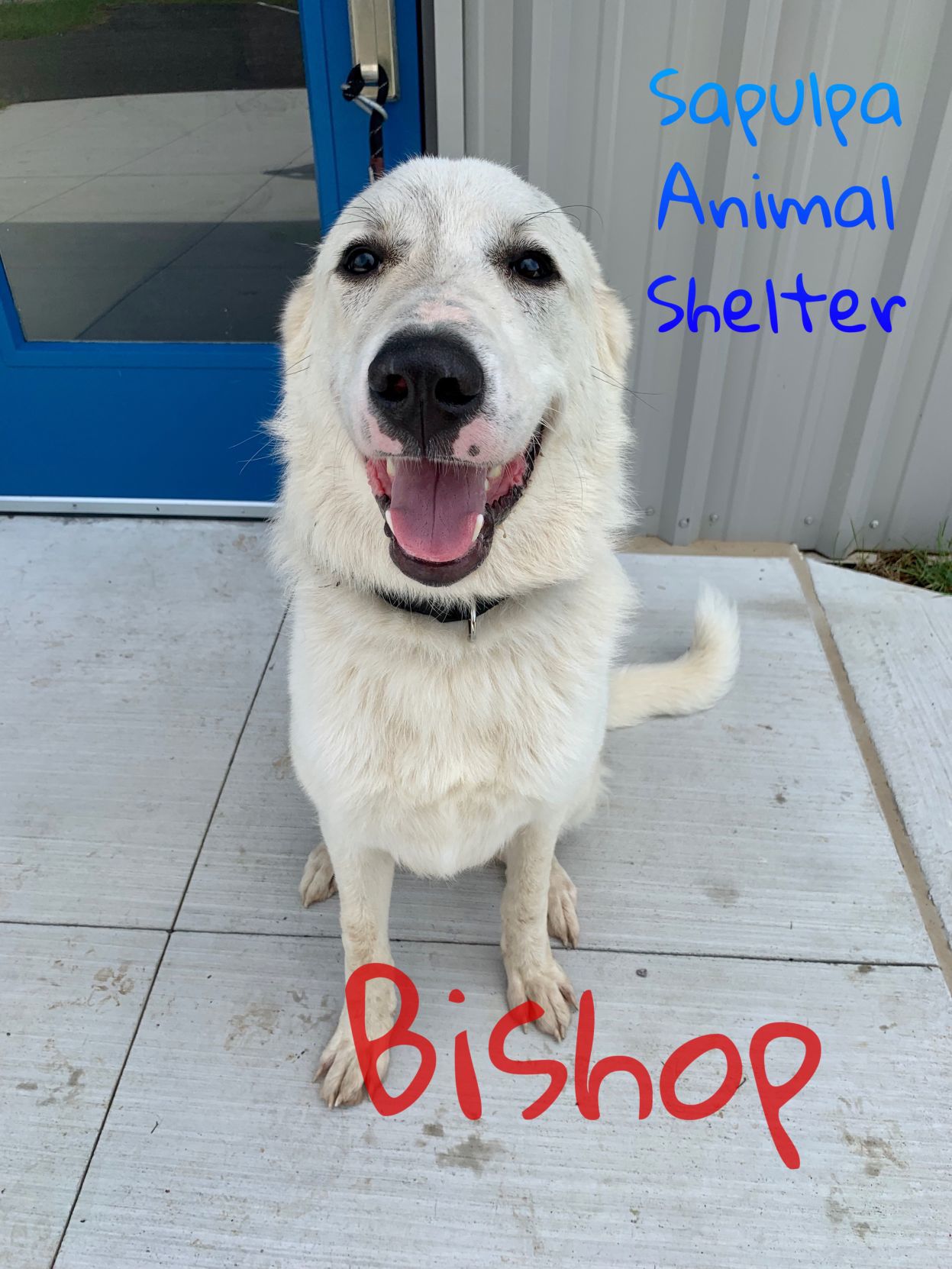 Bishop